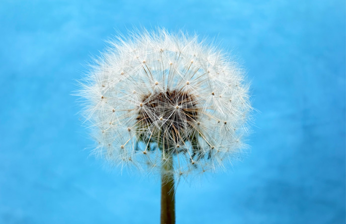 Bild einer Pusteblume, das mit dem Makrofotos Kamera Feature aufgenommen wurde